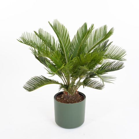 Cycas revoluta