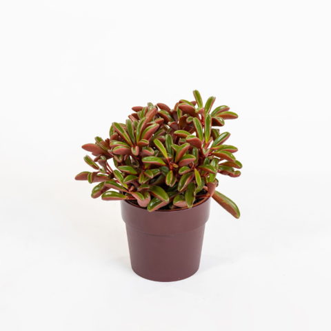 Peperomia graveolens
