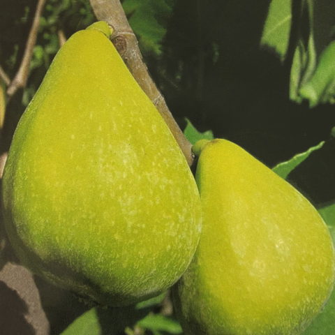 Fico "FioroneGiallo"