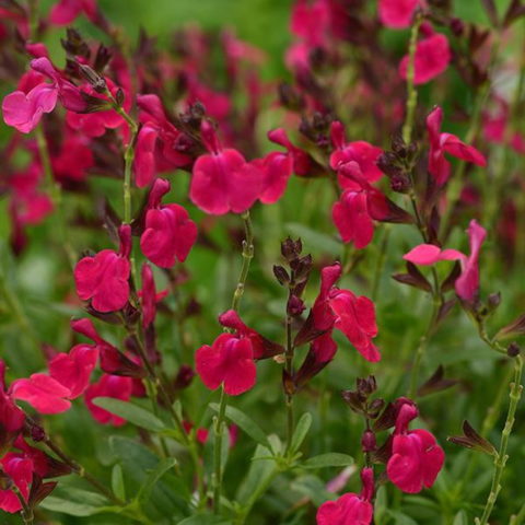 Salvia greggii "Burgundy"
