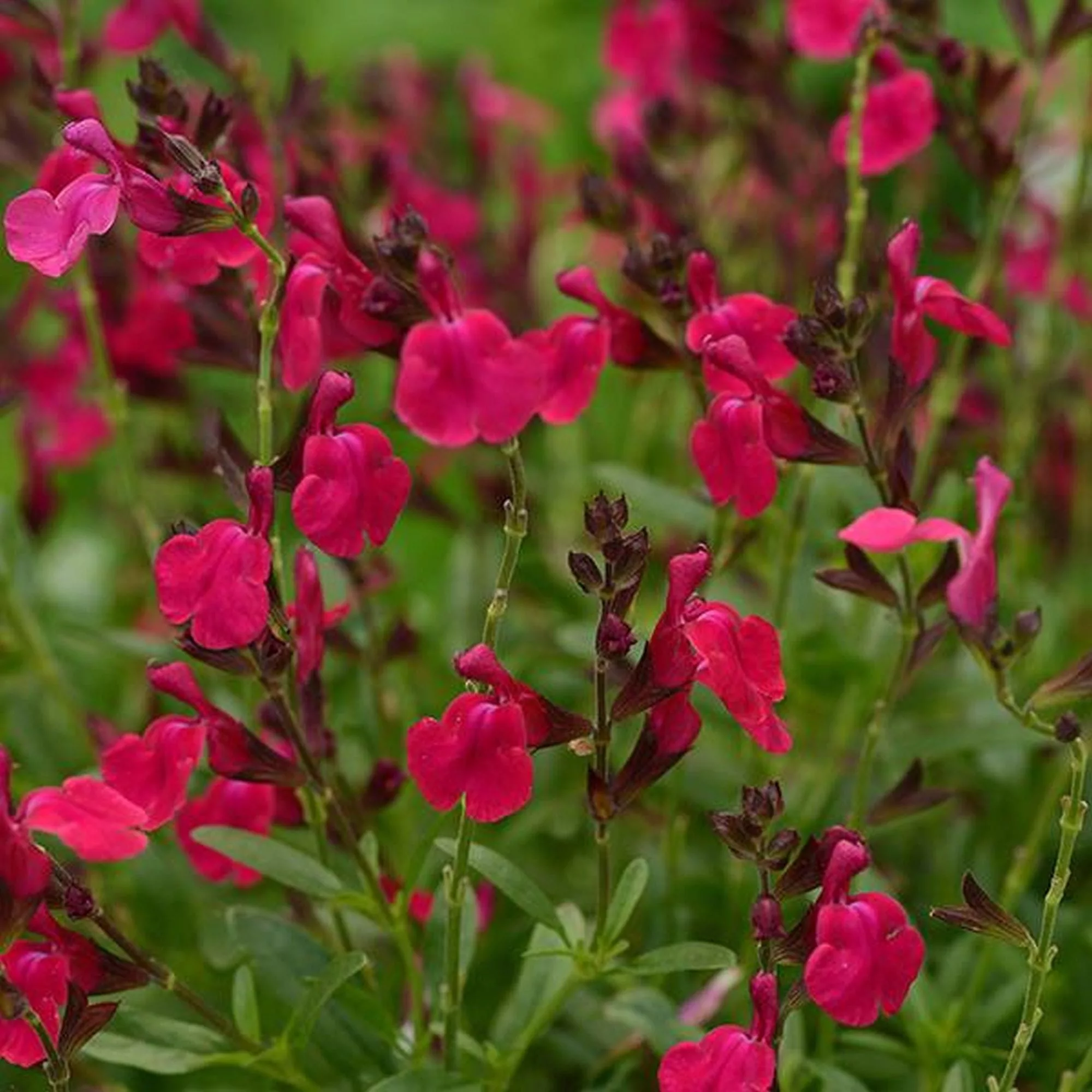 Salvia greggii "Burgundy"
