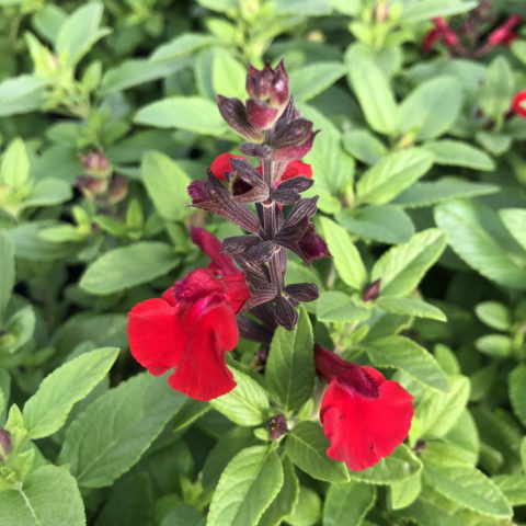 Salvia greggii "Cherry Red"