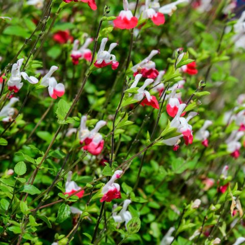 Salvia greggii "Hot Lips"