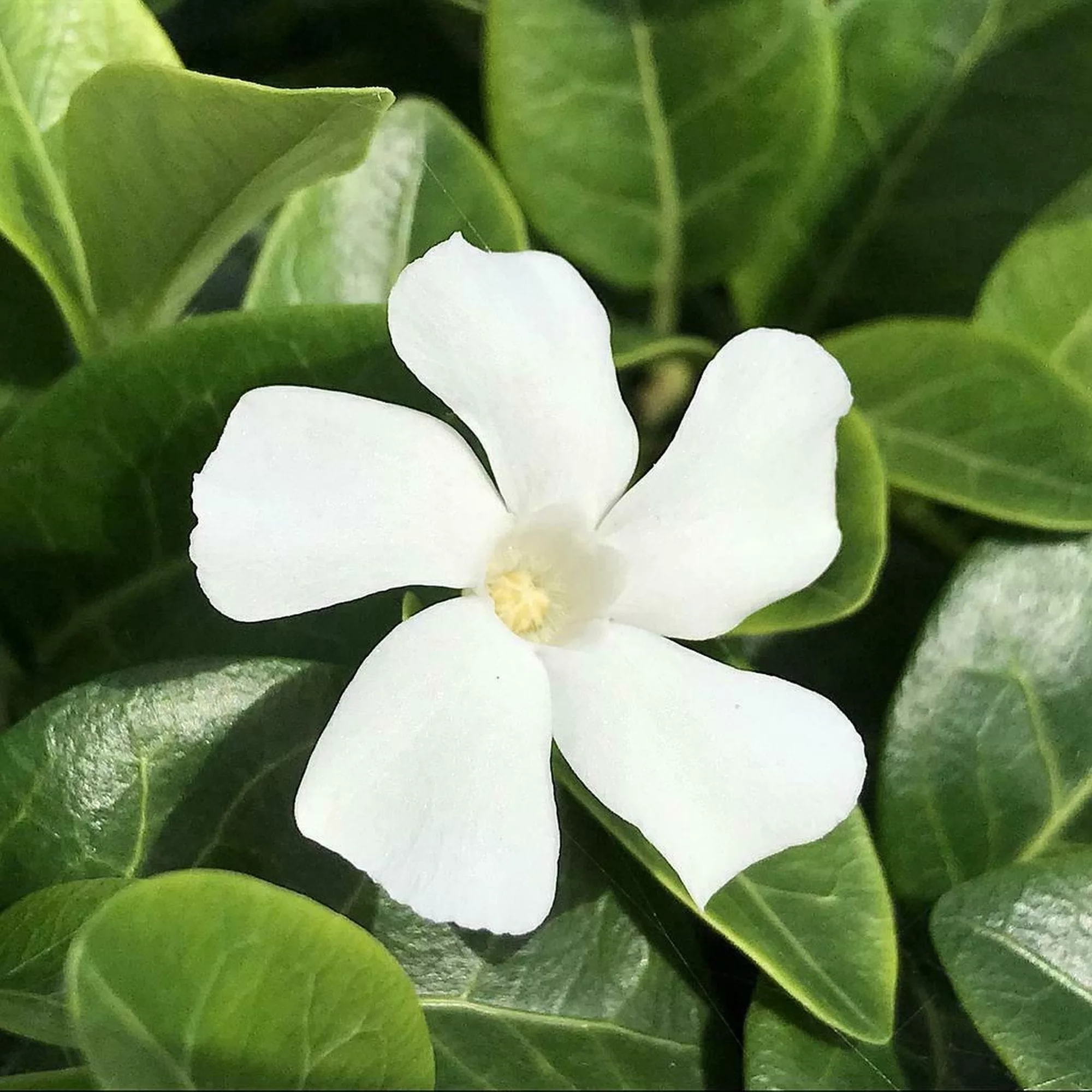 Vinca minor "Colada"