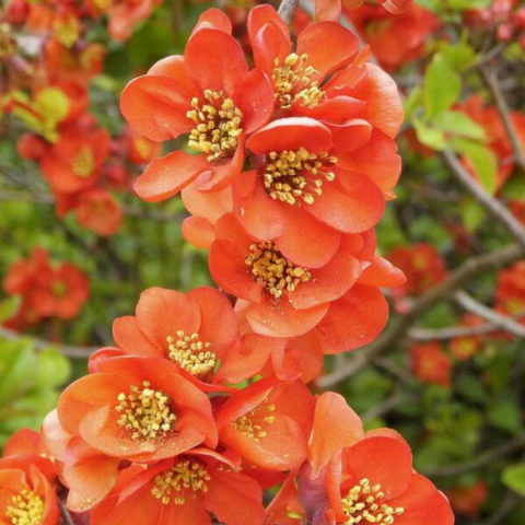 Chaenomeles x superba "Orange Trail"