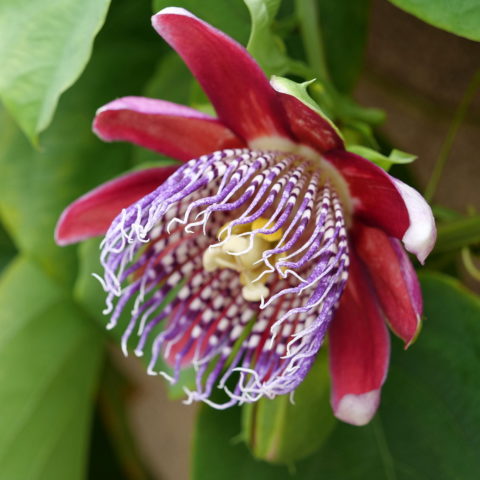 Passiflora quadrangularis