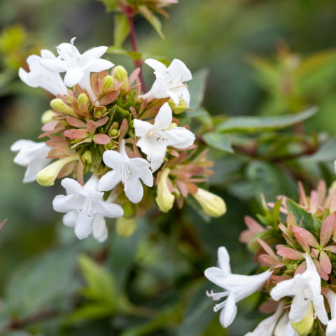 Abelia x grandiflora "Prostrata"