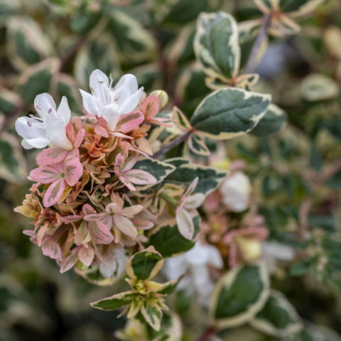 Abelia x grandiflora "Magic Daydream"