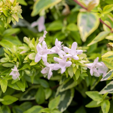Abelia x grandiflora "Kaleidoscope"