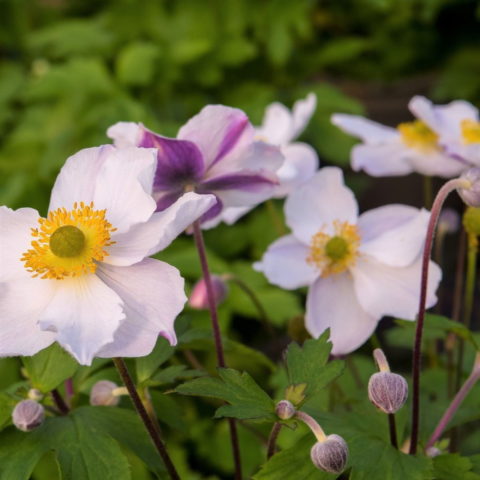Anemone x hybrida "Elfin Swan"