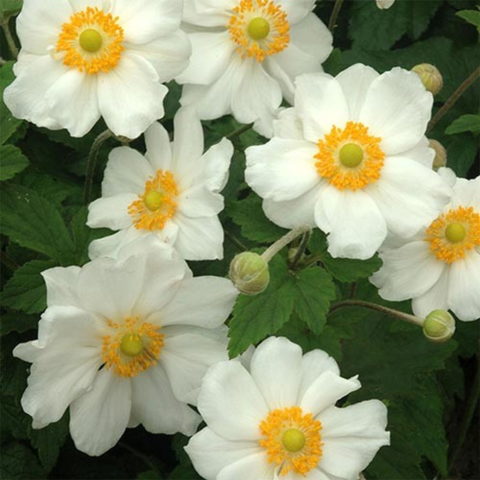 Anemone x hybrida "Coupe d'Argent"