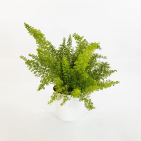 Asparagus densiflorus "Myersii"