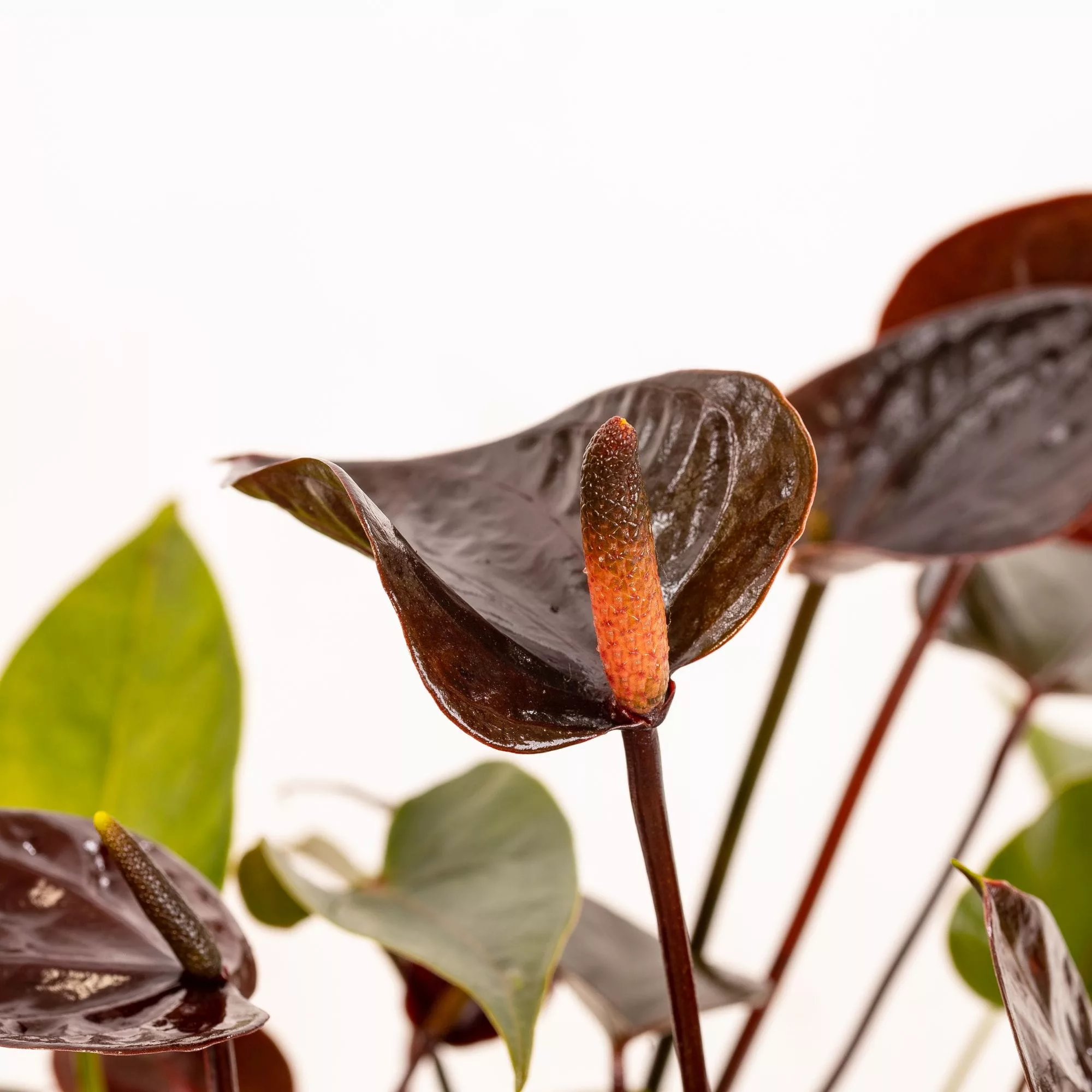 Anthurium andreanum "Black Love"