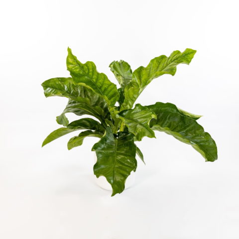 Anthurium "Jungle Botany"