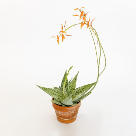 Aloe rauhii "Demi"