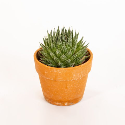 Aloe aristata "Magic"