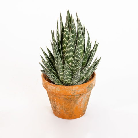 Aloe "Tiki Thai"