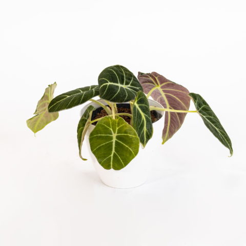 Alocasia reginula