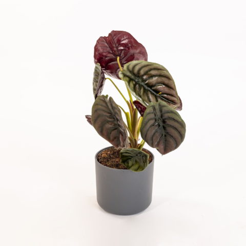 Alocasia cuprea "Red Secret"