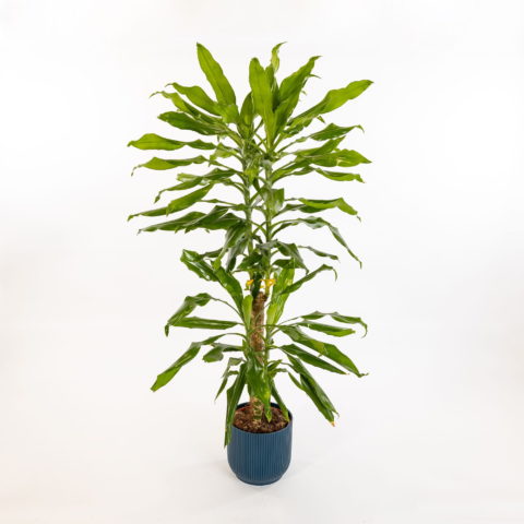 Dracaena fragrans "Steudneri"