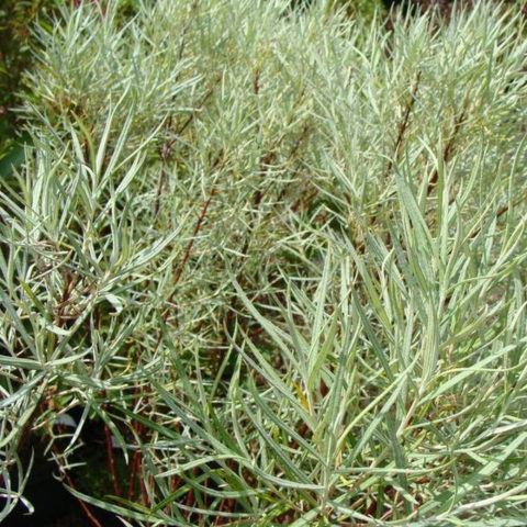 Salix elaeagnos "Angustifolia", salice a foglie di rosmarino variante Angustifolia