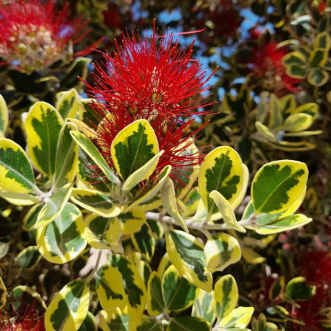 Metrosideros excelsa "Variegata"
