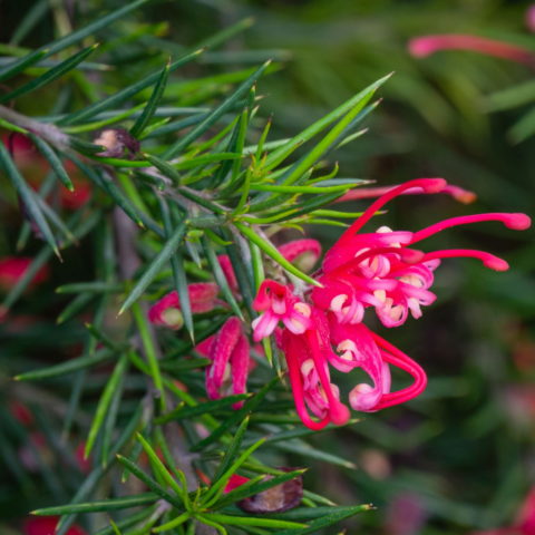 Grevillea "Poorinda Rondea"