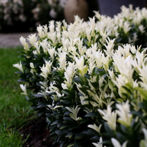Euonymus japonicus "Paloma Blanca"