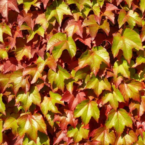 Parthenocissus tricuspidata "Veitch Boskoop"