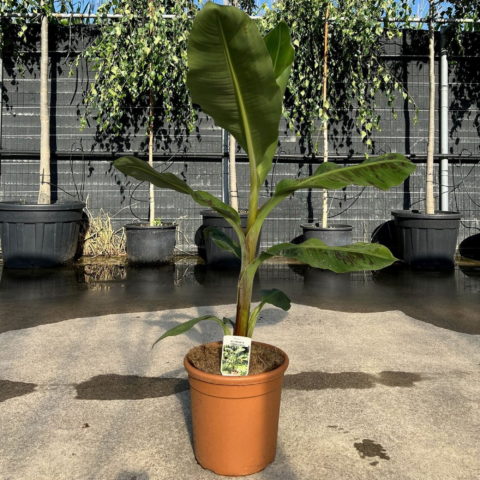 Musa acuminata "Grand Nain"