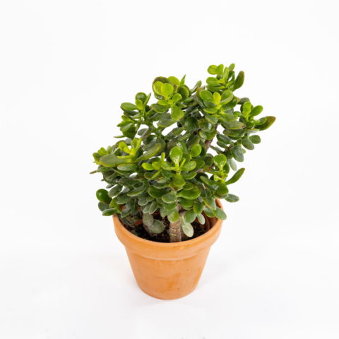Crassula ovata "Minor"