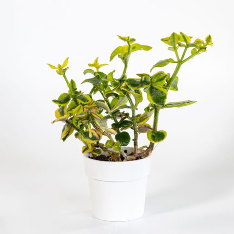 Crassula sarmentosa
