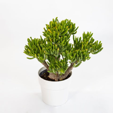 Crassula ovata "Gollum"