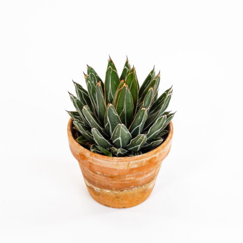 Agave victoriae-reginae