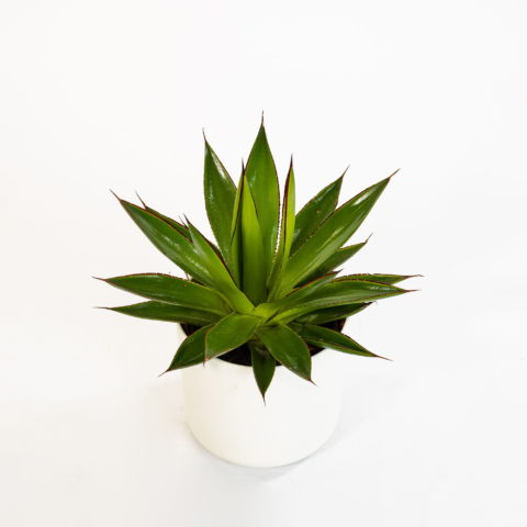 Agave "Shaka Zulu"