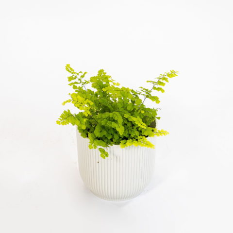 Adiantum raddianum "Fragrans"