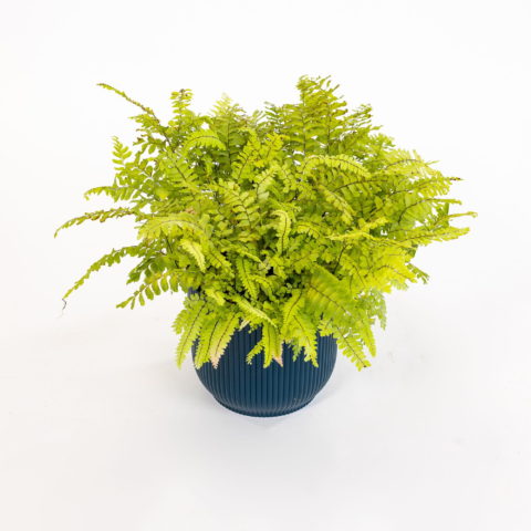 Adiantum hispidulum "Bronze Venus"