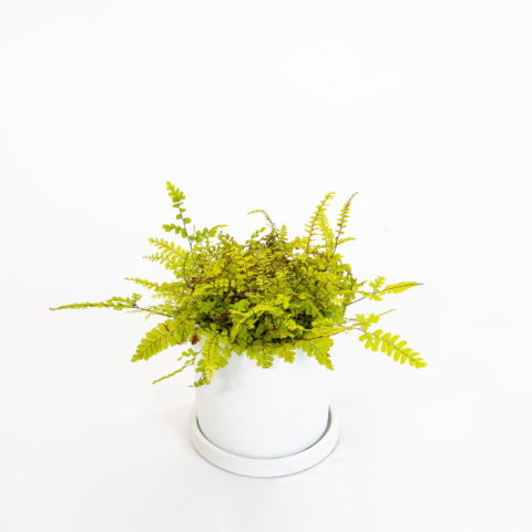 Adiantum hispidulum
