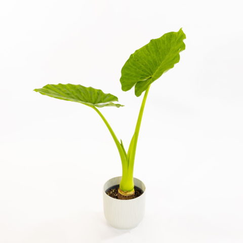 Alocasia odora