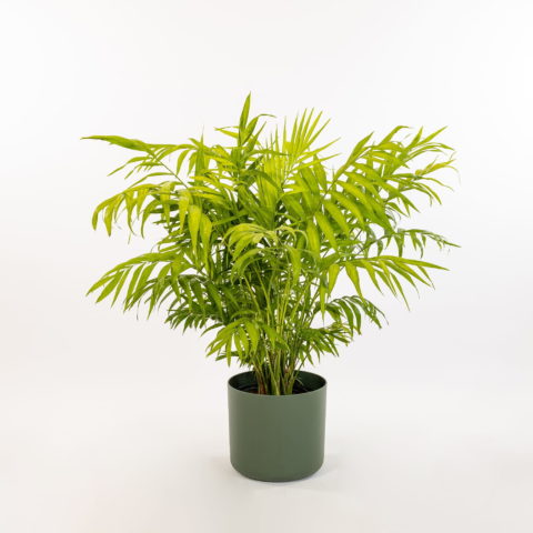Chamaedorea elegans