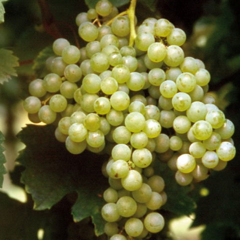 vitigno Uva da vino bianco "Malvasia di Candia"