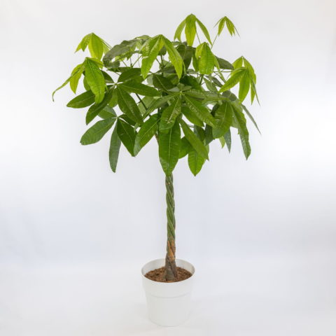 Pachira aquatica