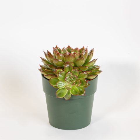 Echeveria "Apus"