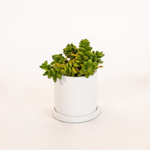Crassula "Talisman"