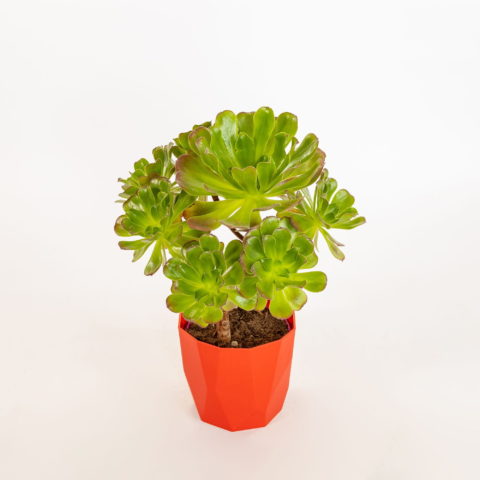 Aeonium arboreum "Velour"