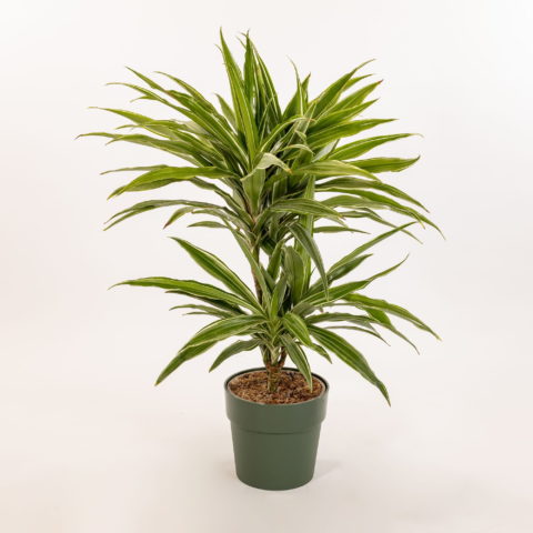 Dracaena fragrans "Warneckii"