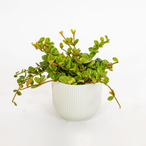 Peperomia tetraphylla "Hope"