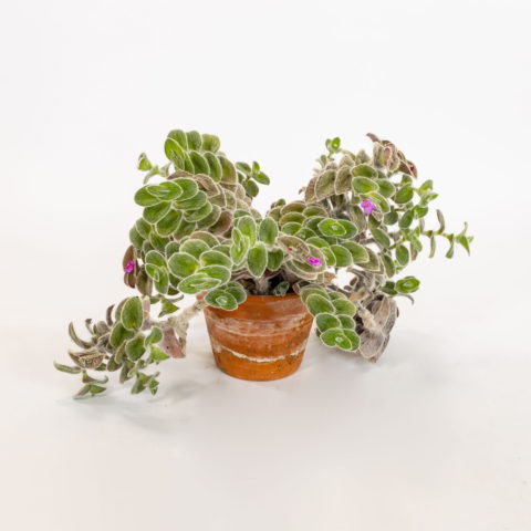 Tradescantia sillamontana