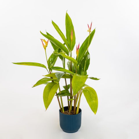 Heliconia psittacorum
