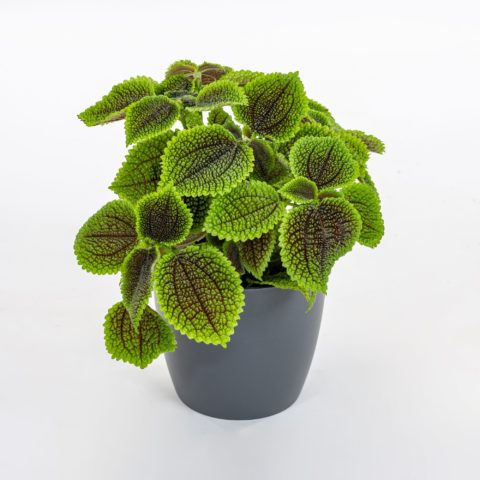 Pilea mollis "Moon Valley"